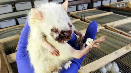 Video: Animals Bashed, Frozen Alive, Drowned, and Starved for Pet Trade