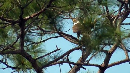 SWFL Eagles_The Intruder Events Of  March 23 2015 03-23-15