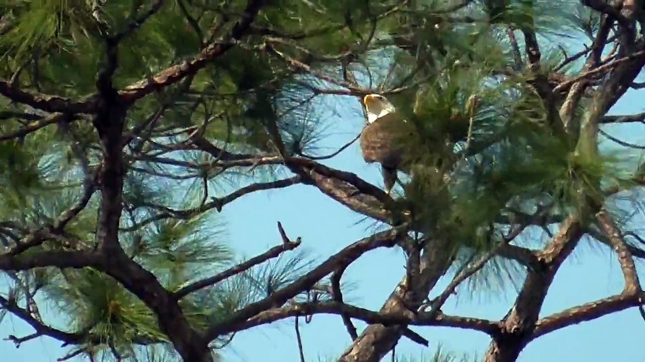 SWFL Eagles_The Intruder Events Of  March 23 2015 03-23-15