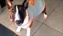 Parodie BIOMAN les Inconnus humour BIOUMAN HELINA Bull Terrier miniature