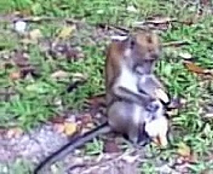 monkey eating curry puff