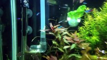 Cardinal and Bleeding Heart Tetras in a 50 Gallon Planted Tank