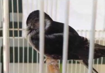 Baby Bird Takes a Tiny Tumble