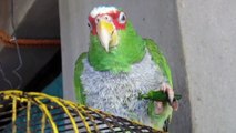 Mexican Parrot Eating Hot Chili Peppers