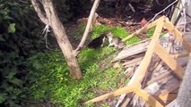 Cats Fighting To The Death - Real Cat Fight - With Sound