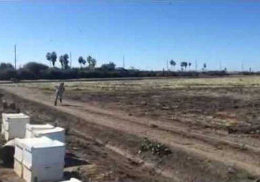 Beekeeping Shenanigans on a Honey Farm
