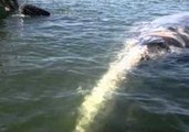 Getting Up Close and Personal With Whales