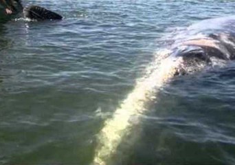 Getting Up Close and Personal With Whales