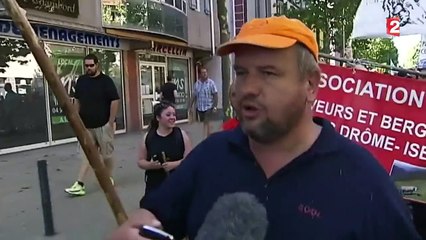 Gap : les éleveurs de brebis dénoncent la prolifération du loup