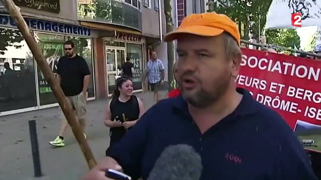 Gap : les éleveurs de brebis dénoncent la prolifération du loup