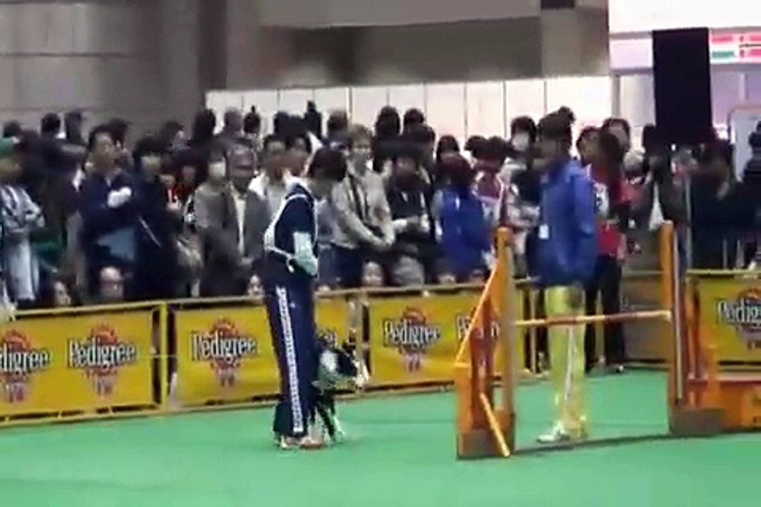 Dog Agility (JKC CUP 2009/4/5 Jumping Large vol.2)