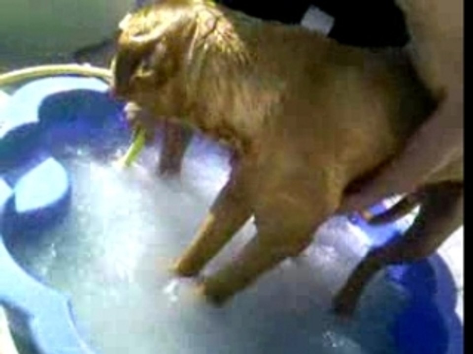 Simba au lavage