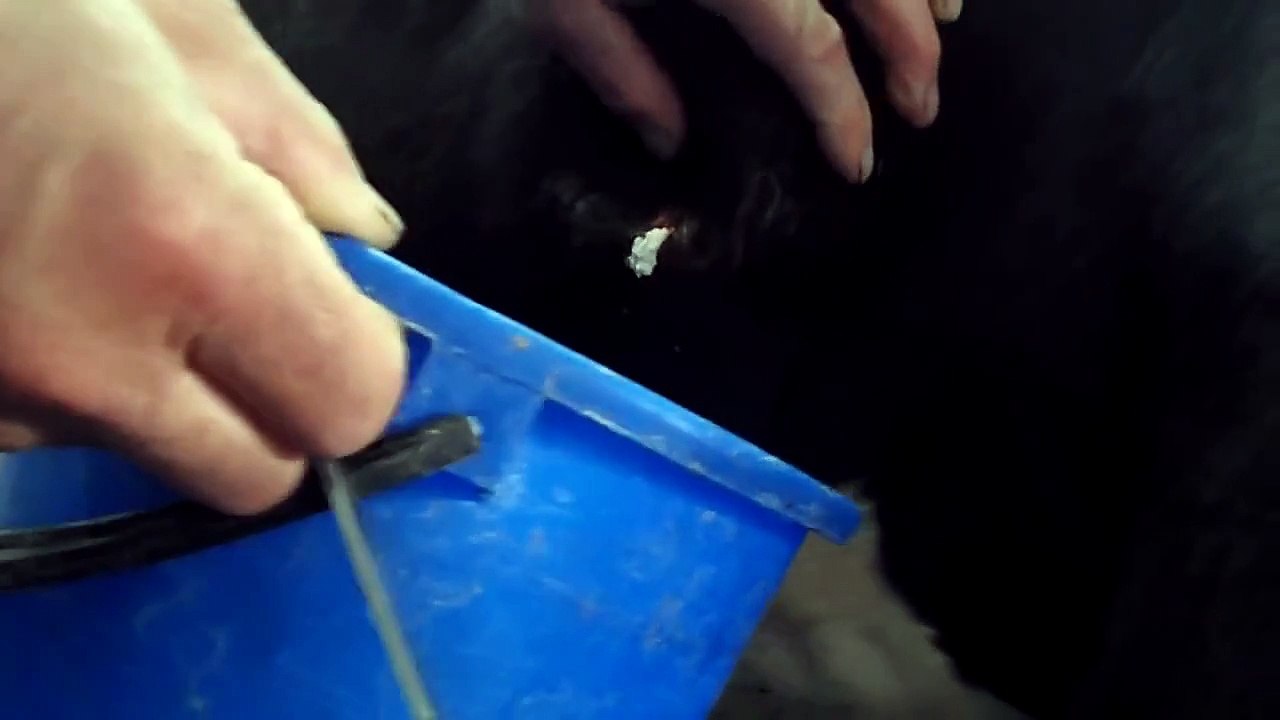 Вскрытие абсцесса у коровы с жидким и густым содержимым (гноем)