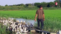 Agriculture intelligente : des canards pour remplacer les pesticides