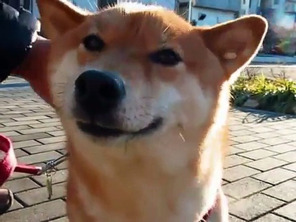 柴犬登場(１３年１月２４日)