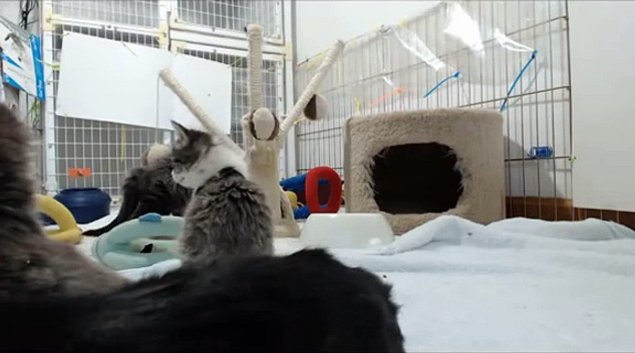 Ripley's Kittens- The Vacuum Monster