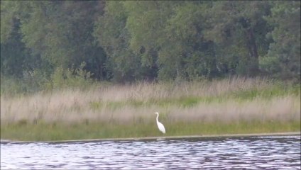 ASB - Brocéliande - Juillet 2015