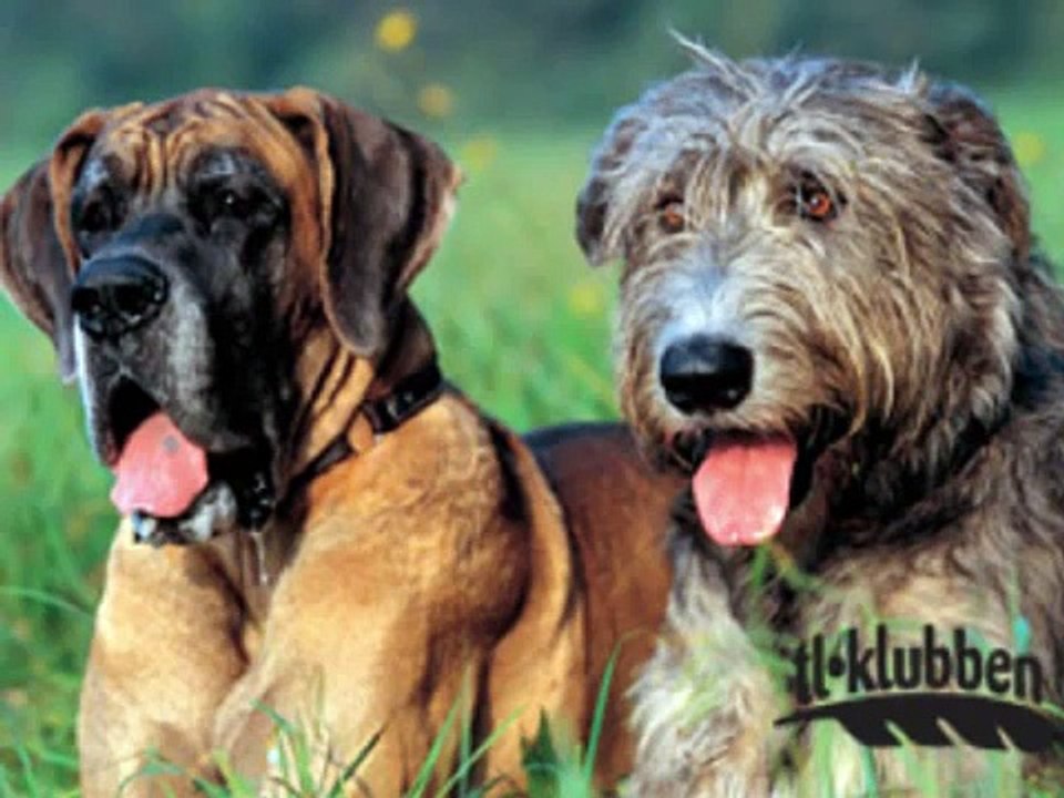 Söta Hundar och Katter