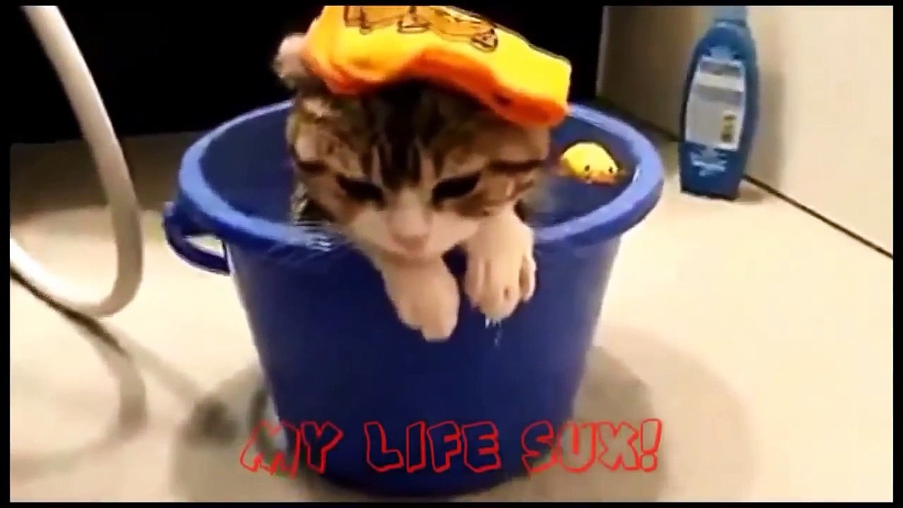 les chats les plus drôles au mondes