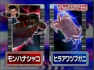 Crustacean Deathmatches! : Mantis Shrimp (Hero) vs. Small Crab (Villain)