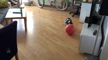 French Bulldog obsessed with big orange ball