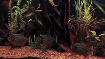 Vergesellschaftung  des Roten Piranhas - Socialization of the Red Bellied Piranha