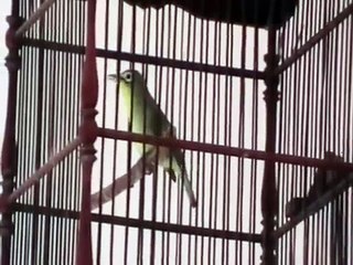 Pleci Sumbawa   Kecial