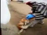 Dog drinking milk sentence/کتے کو دودھ پینے کی سزا