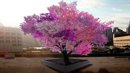 下载视频: Un professeur fait pousser un arbre à 40 fruits différents - Greffes multiples