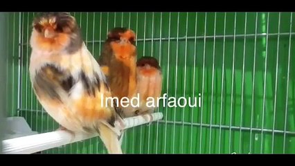 لا تقوم بهذه الأخطاء عند تربية الكناري