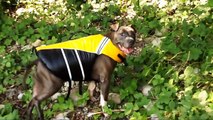 AMSTAFF USTON - TEST GILET DE SAUVETAGE / DOG LIFE JACKETS ( Sierra Dog Supply )