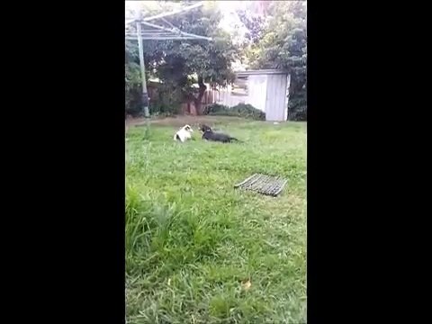 Merlin the Australian Shepherd puppy playing FUNNY