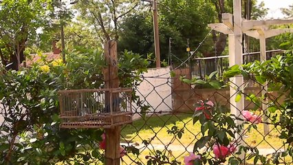 Azulito Azulinho Azulão cantando