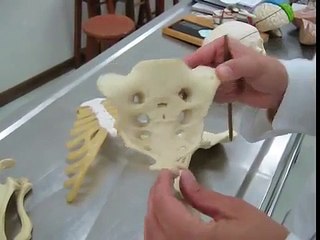 enfermagem anatomia ossos 1