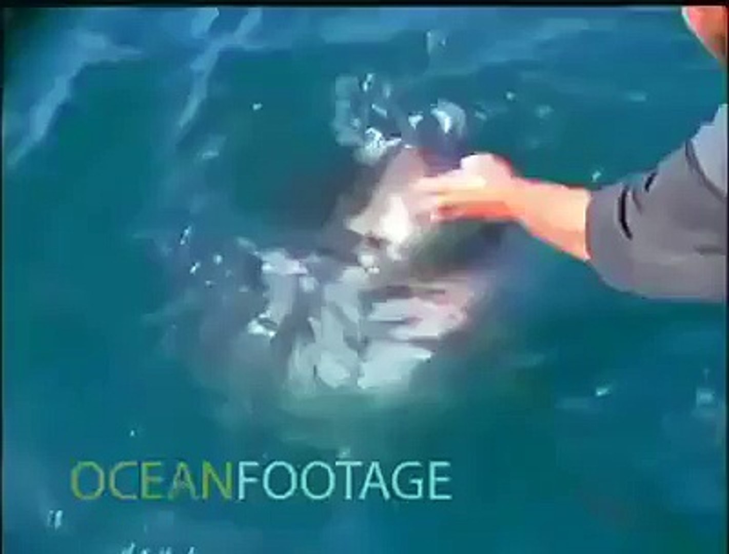 ⁣Man pets shark