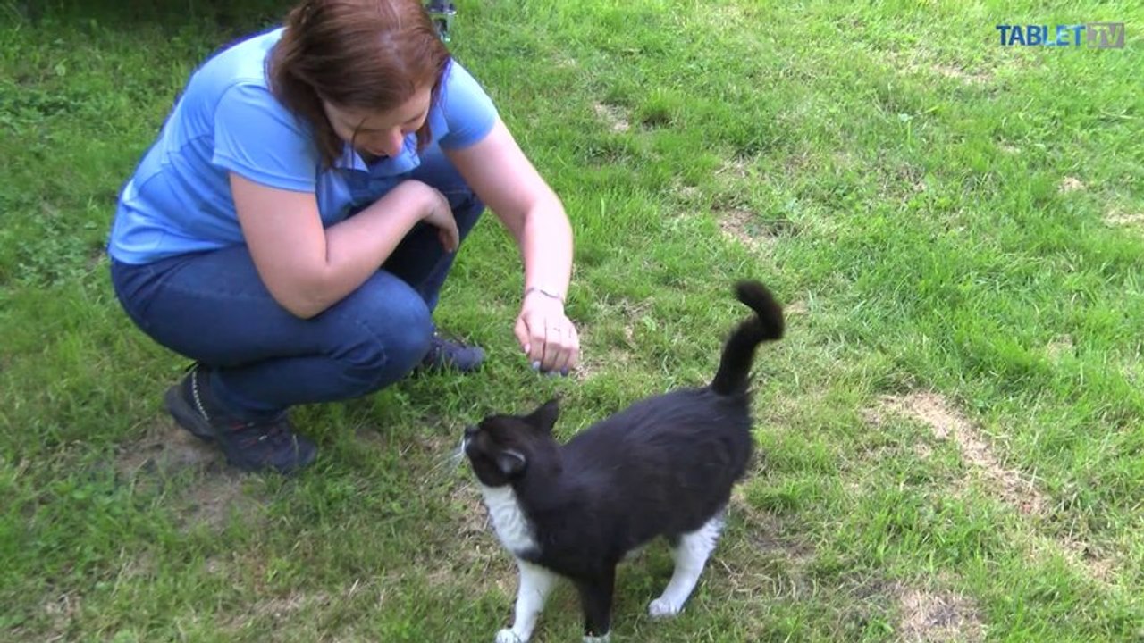 Túlavé mačky: Dobrovoľníčky vyrážajú vždy, keď treba pomôcť