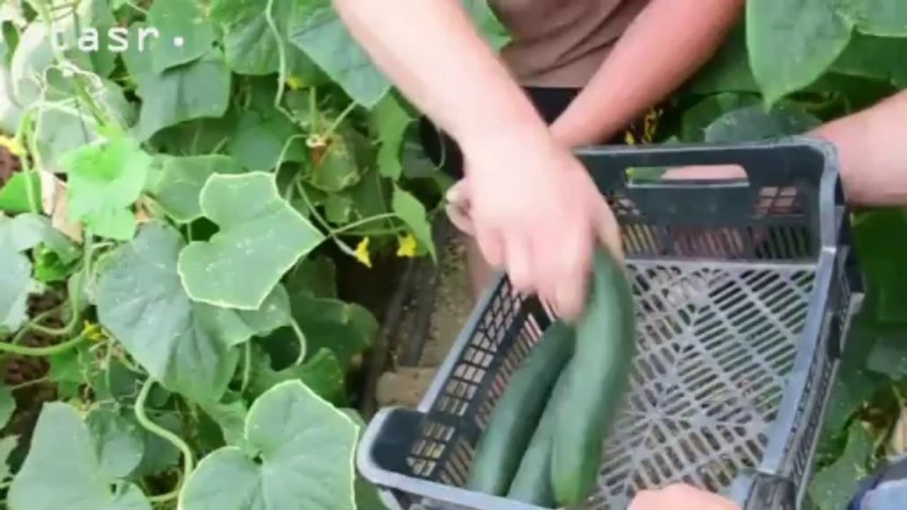 Tibor Piling zo Stredy nad Bodrogom pestuje zeleninu v skleníkoch na výmere 1 ha