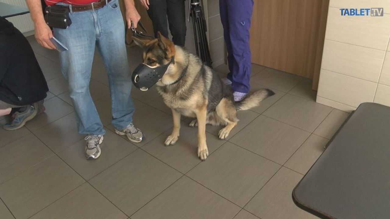 Na dovolenku do zahraničia s nami môžu cestovať aj zvieratá, potrebujú však doklady