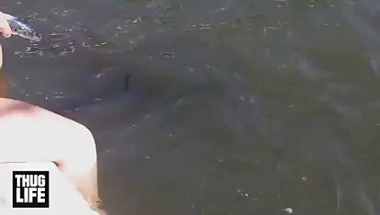 Thug Shark