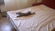 Cat sleeps in hilariously awkward position
