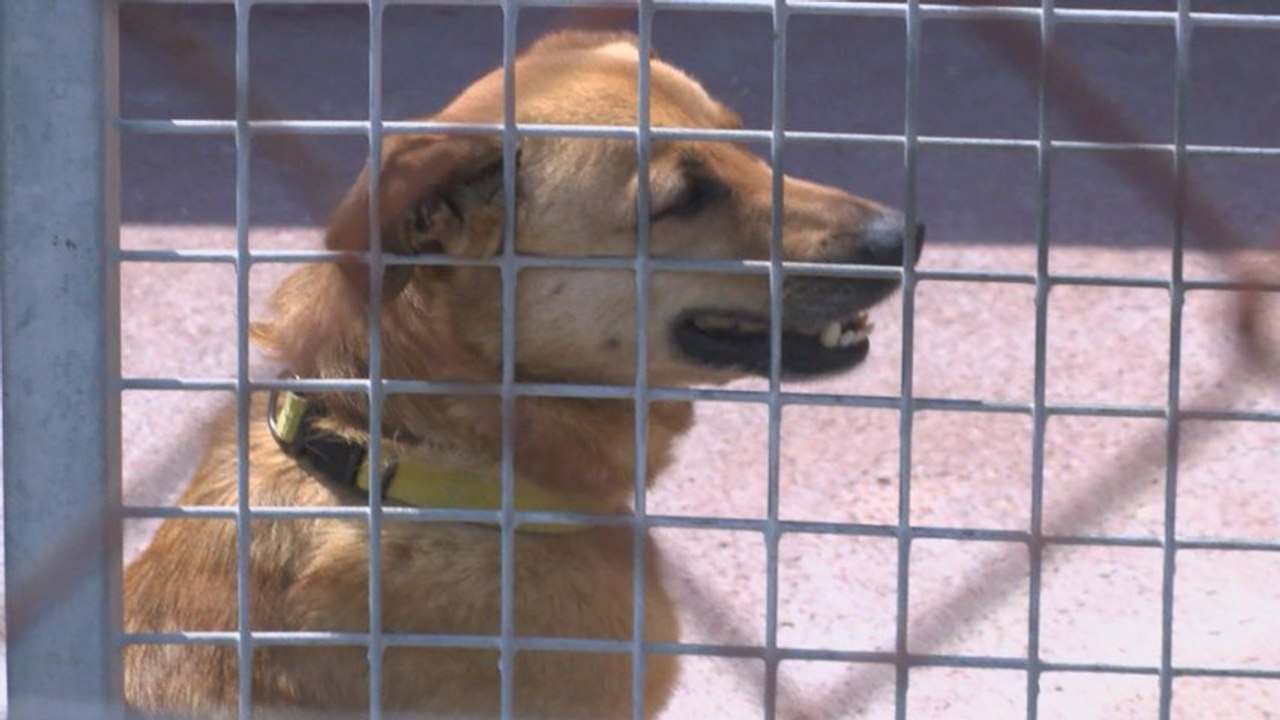 V horúčavách treba myslieť aj na zvieratá, tiež potrebujú dodržiavať pitný režim