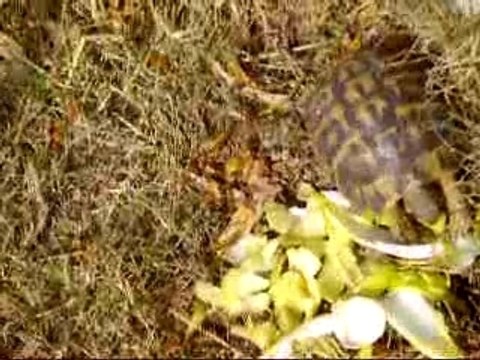 voici ma tortu qui mange