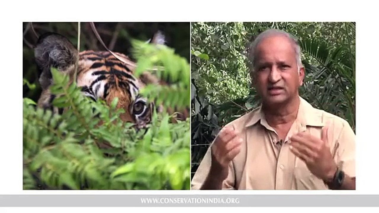 The Science of Counting Tigers