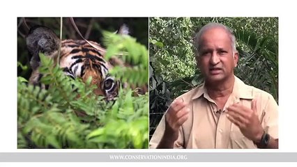 The Science of Counting Tigers