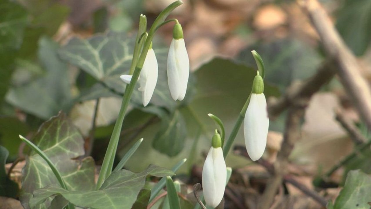 NA SNEZIENKY BEZ POKUTY 3.3.2015