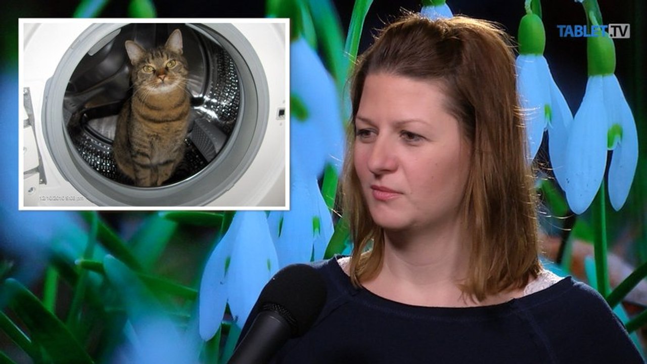 Olíviine mačky sú presvedčené, že ona býva u nich