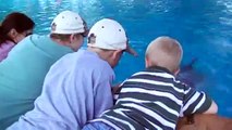 Feeding Dolphins