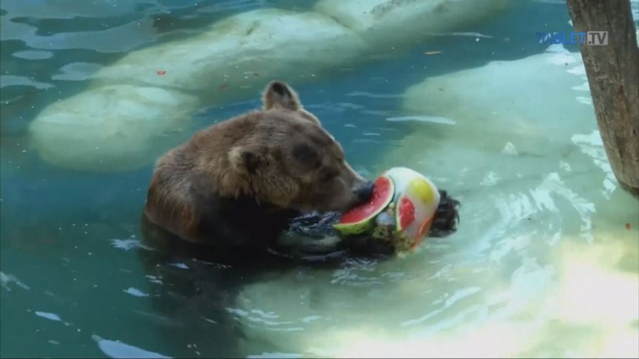 Horúčavy v brazílskej ZOO