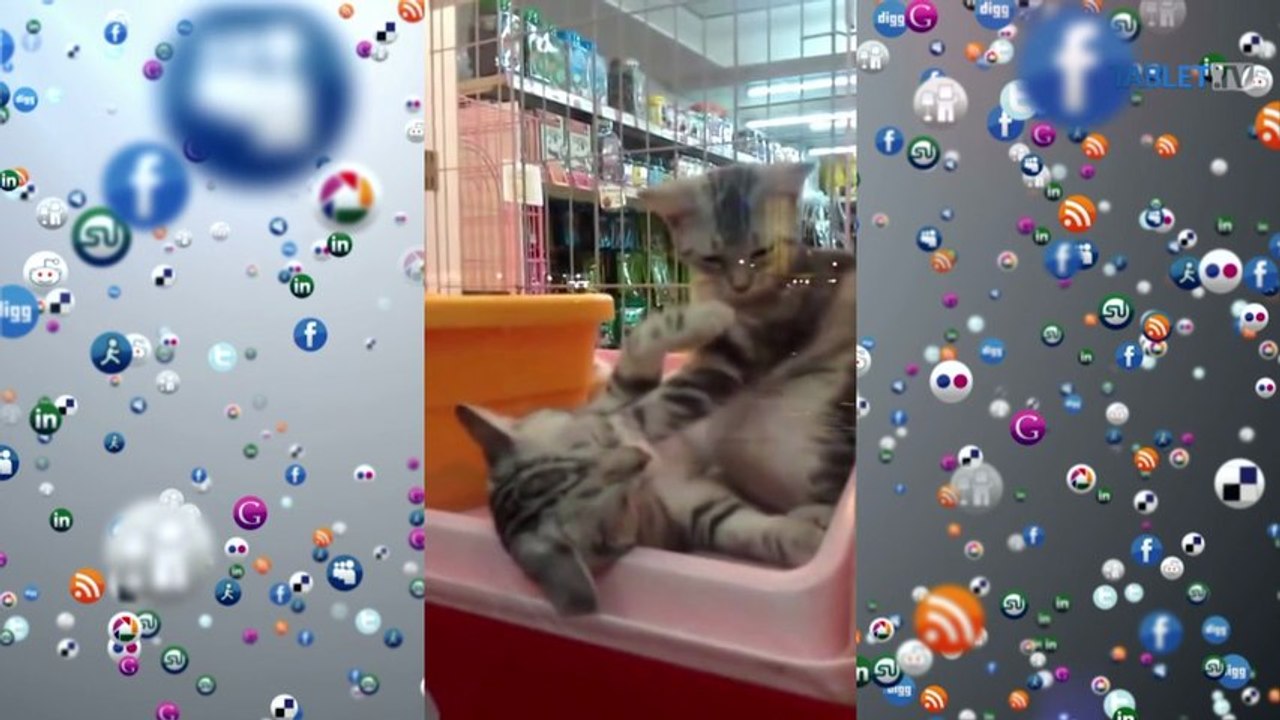 LIKE DŇA: Ako vyzerá mačacia masáž?