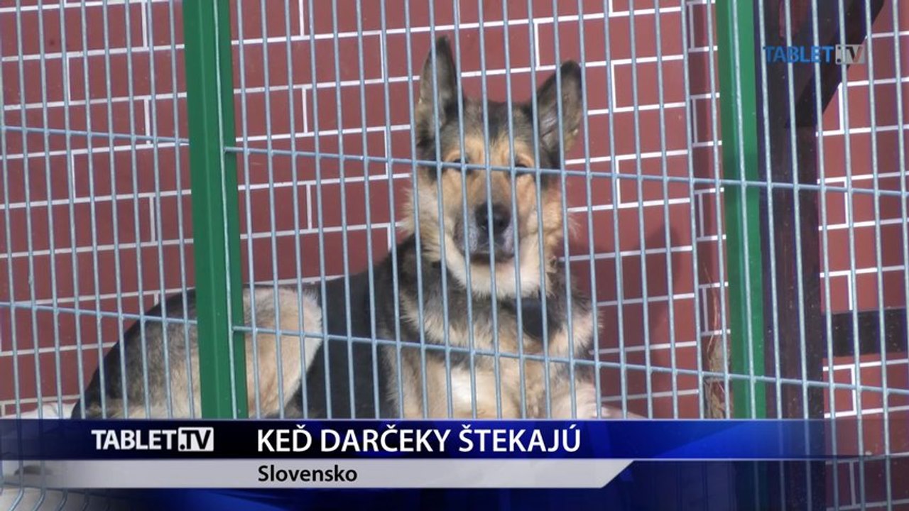 Živý darček pod stromček je rozhodnutím na dlhé roky